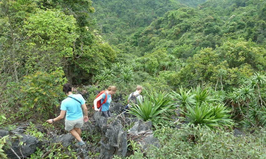 Go trekking through a world heritage forest