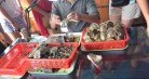 Pearl Farm Village